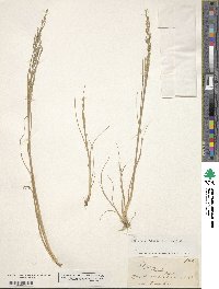 Glyceria striata image