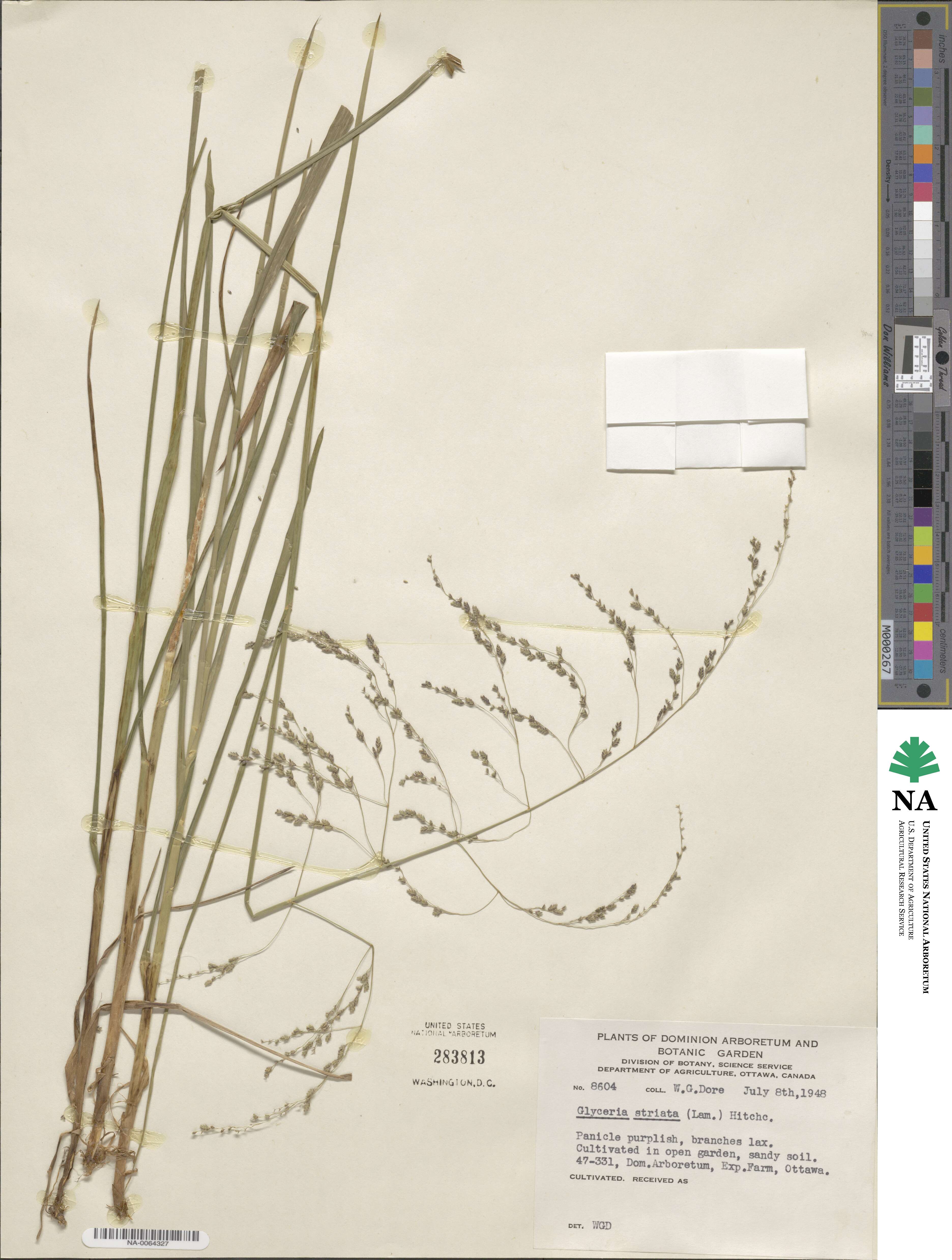 Glyceria striata image