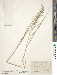 Scolochloa festucacea image