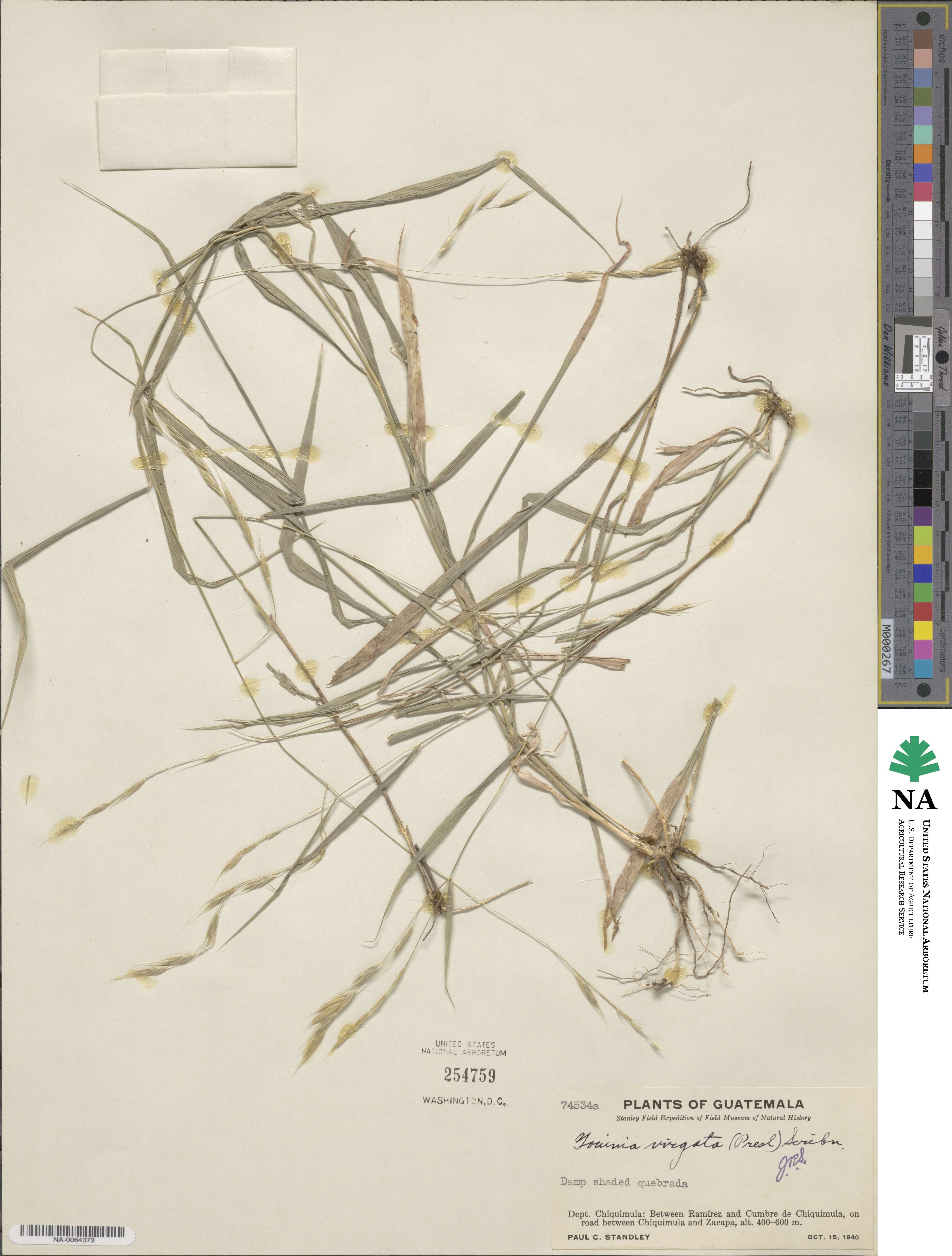 Gouinia virgata image