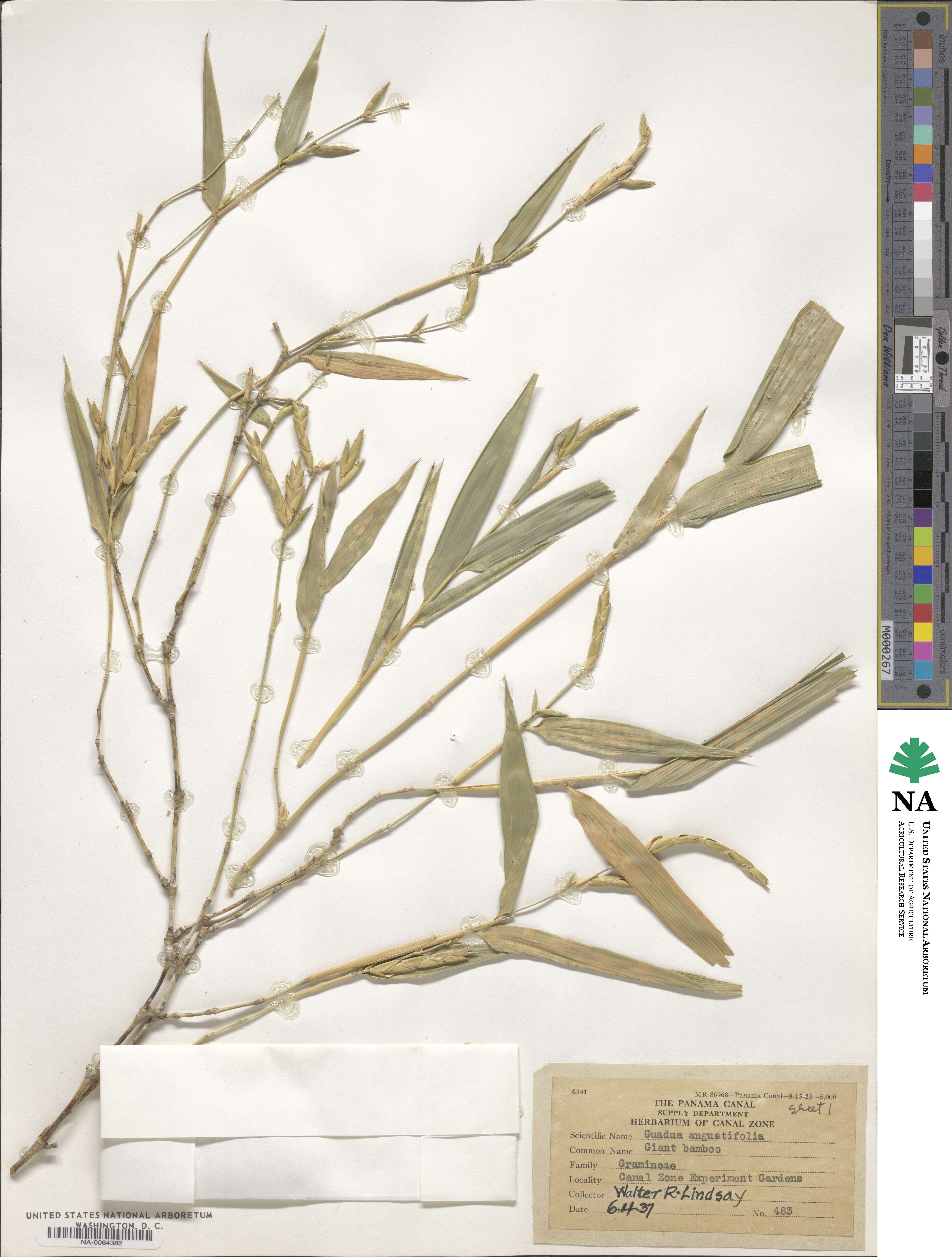 Guadua angustifolia image
