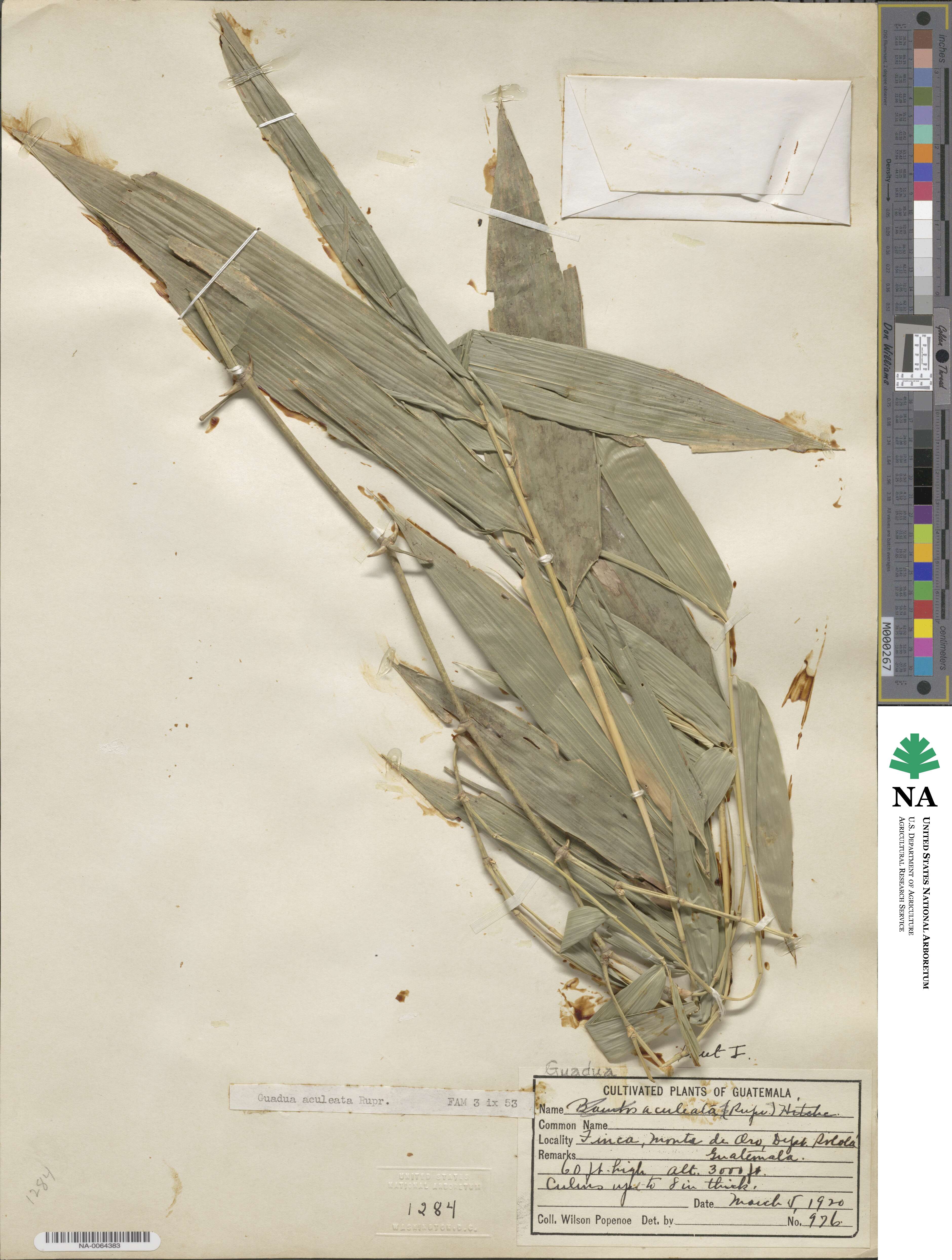 Guadua aculeata image