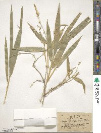 Guadua angustifolia image