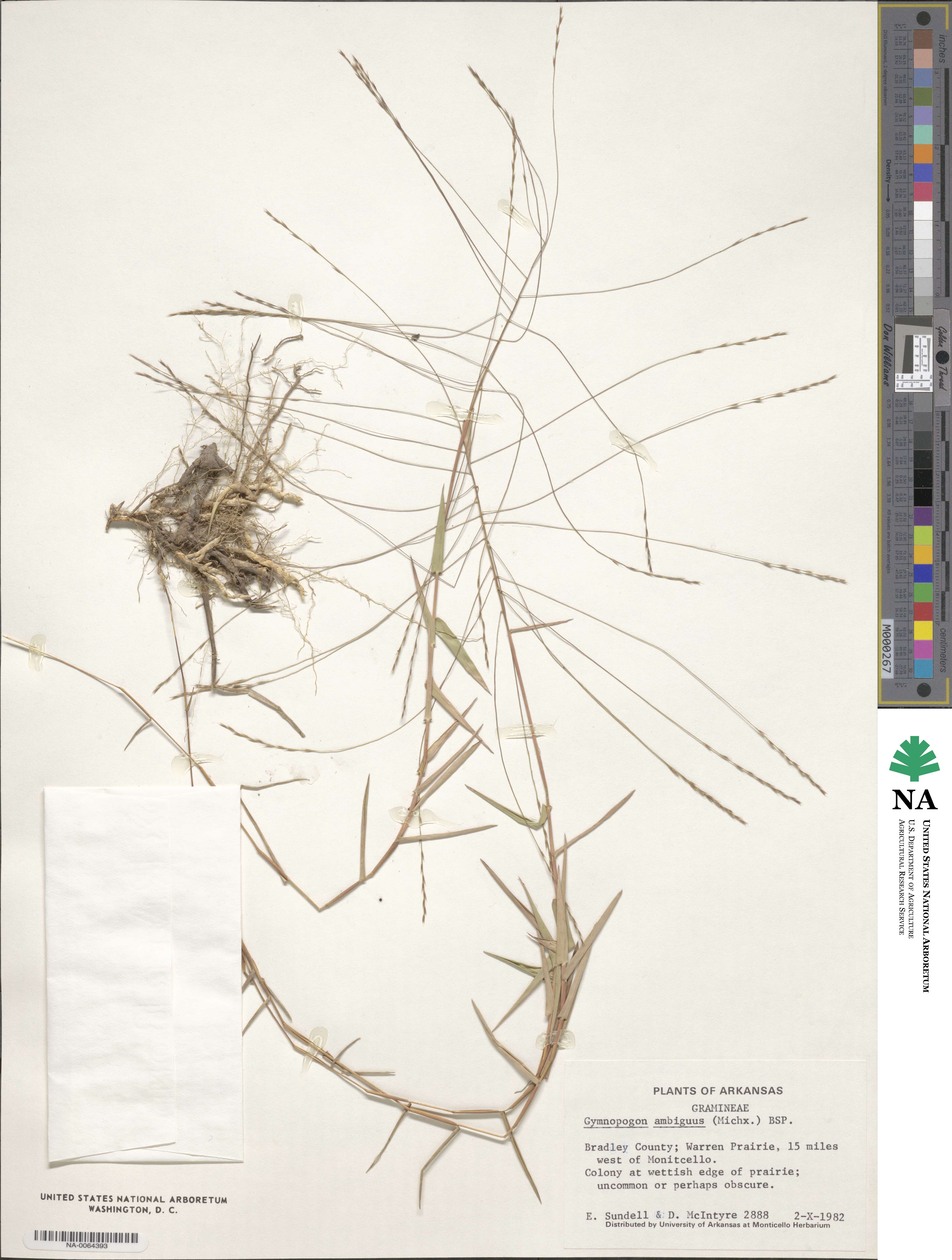 Gymnopogon ambiguus image