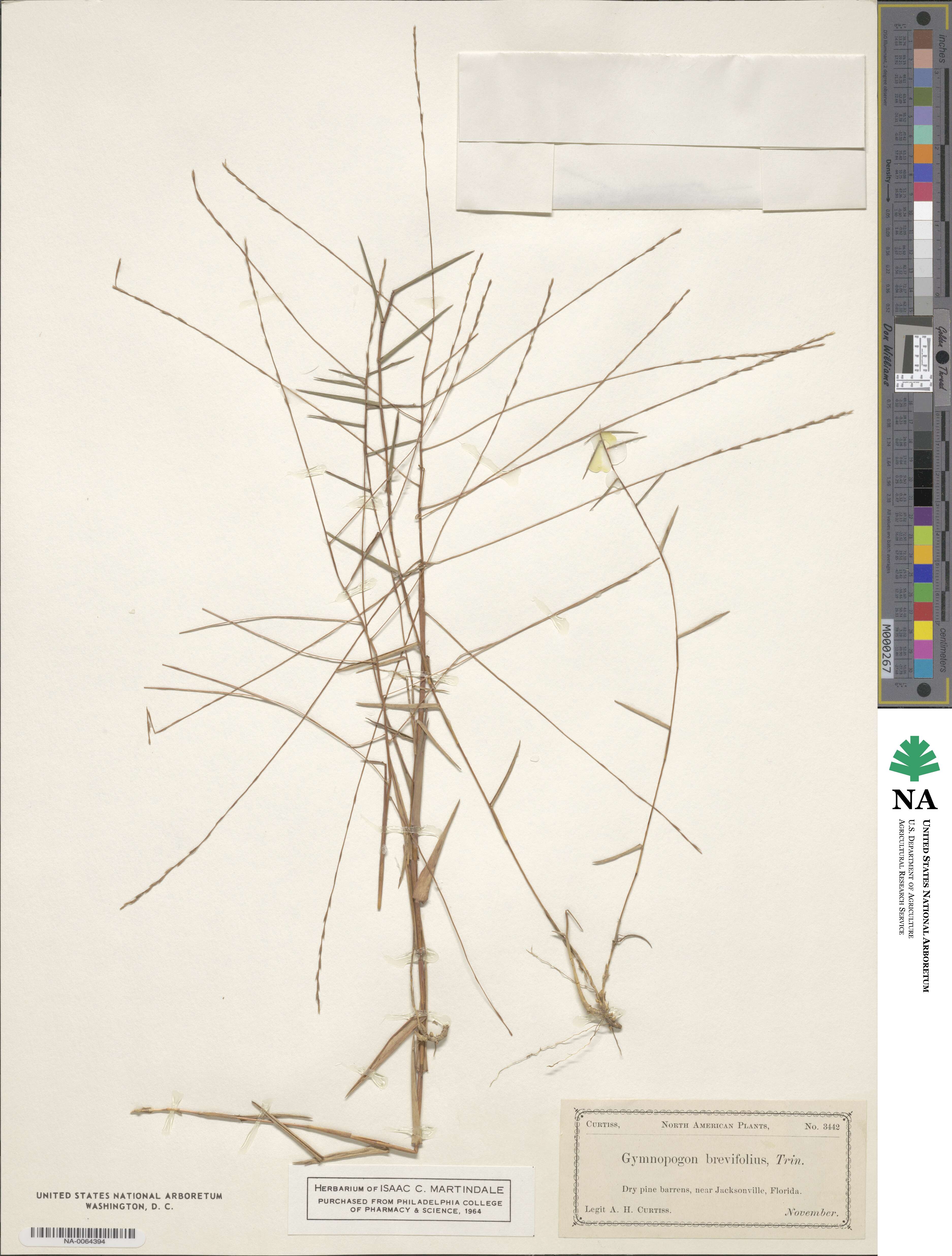 Gymnopogon brevifolius image