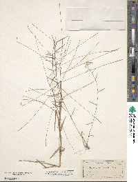 Gymnopogon brevifolius image