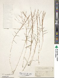 Gymnopogon brevifolius image