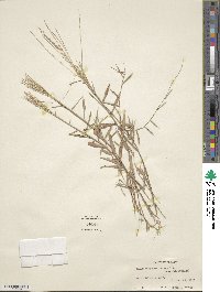 Gymnopogon brevifolius image