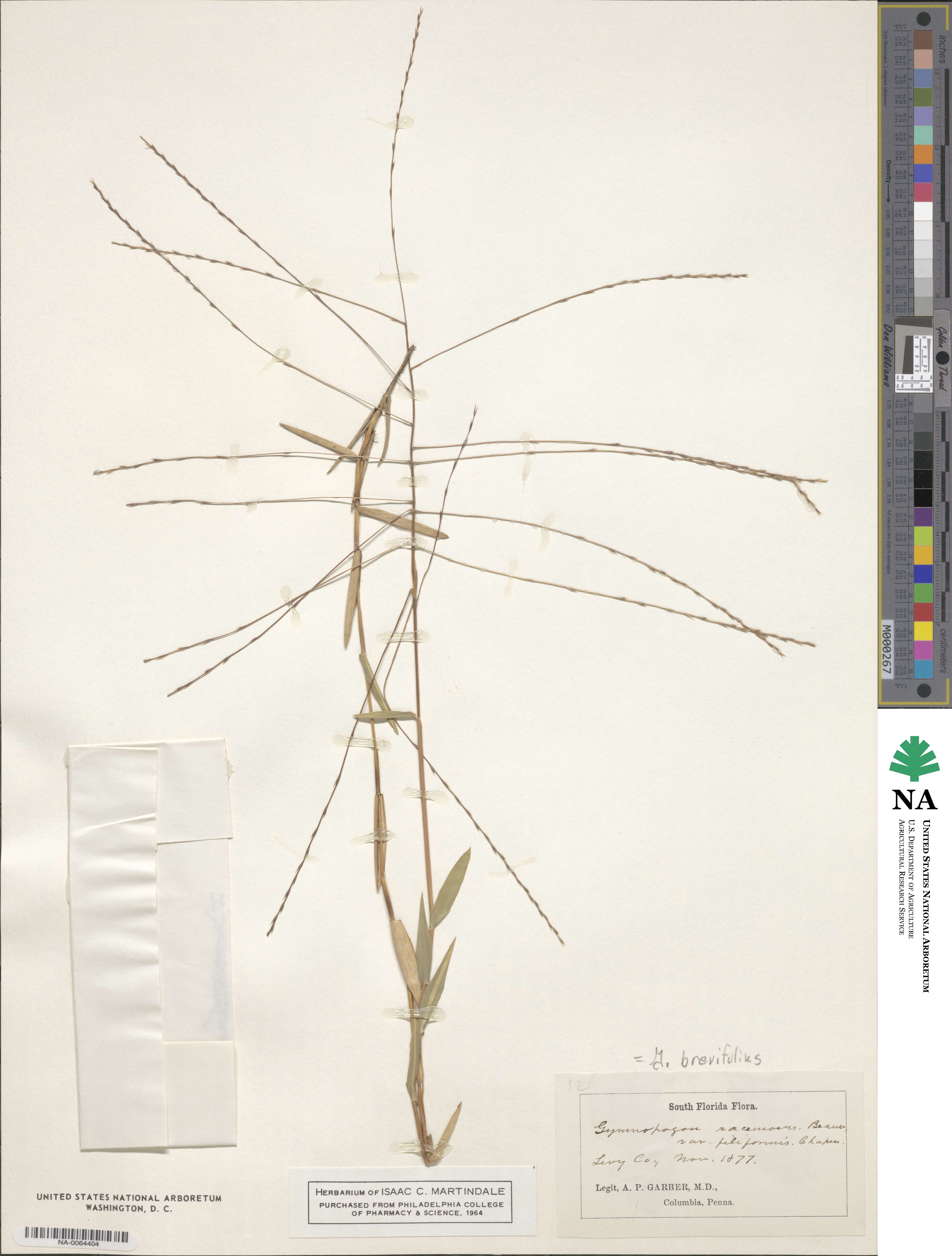 Gymnopogon image