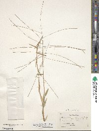 Gymnopogon brevifolius image