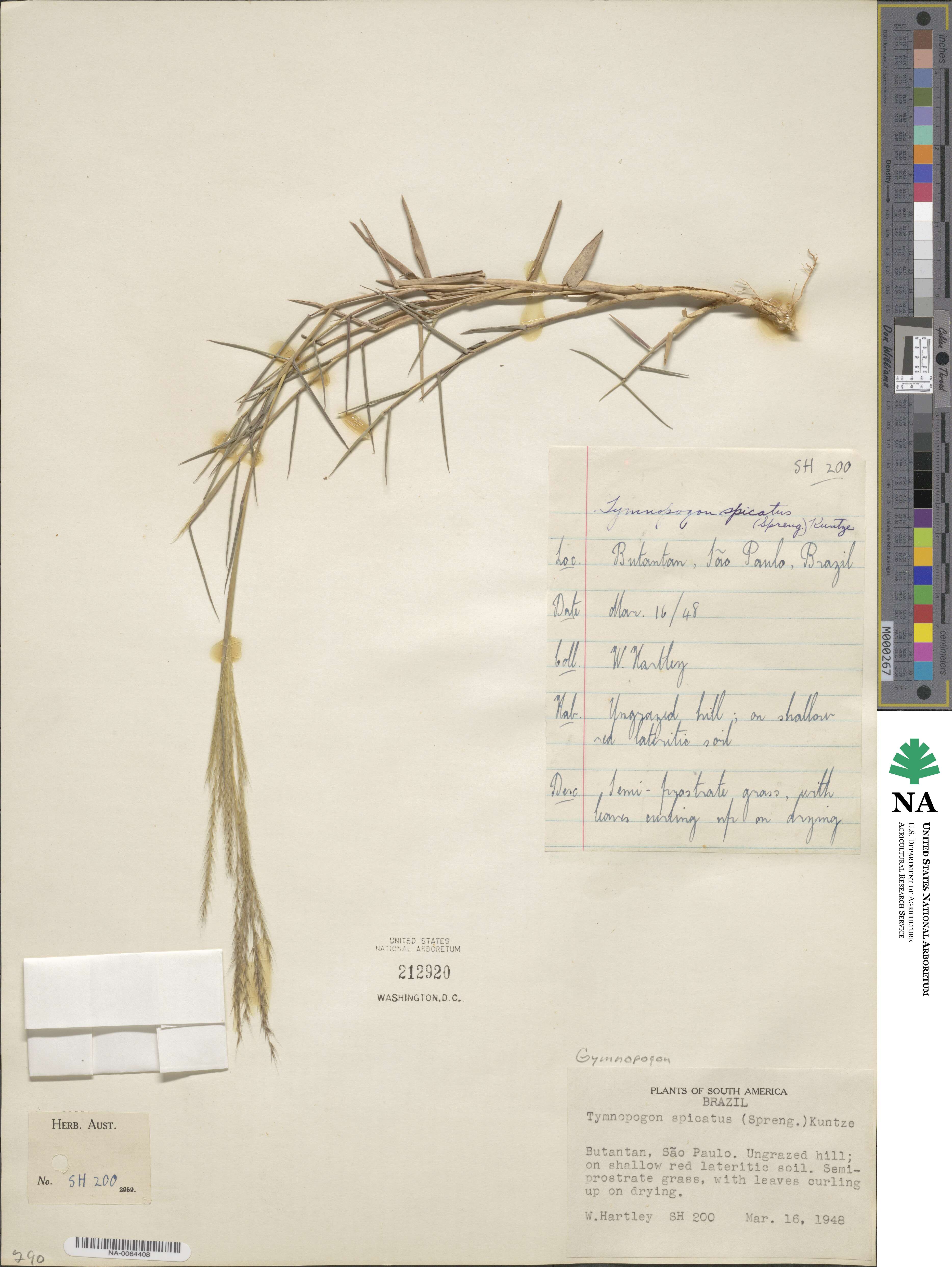 Gymnopogon spicatus image