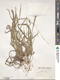 Hackelochloa granularis image