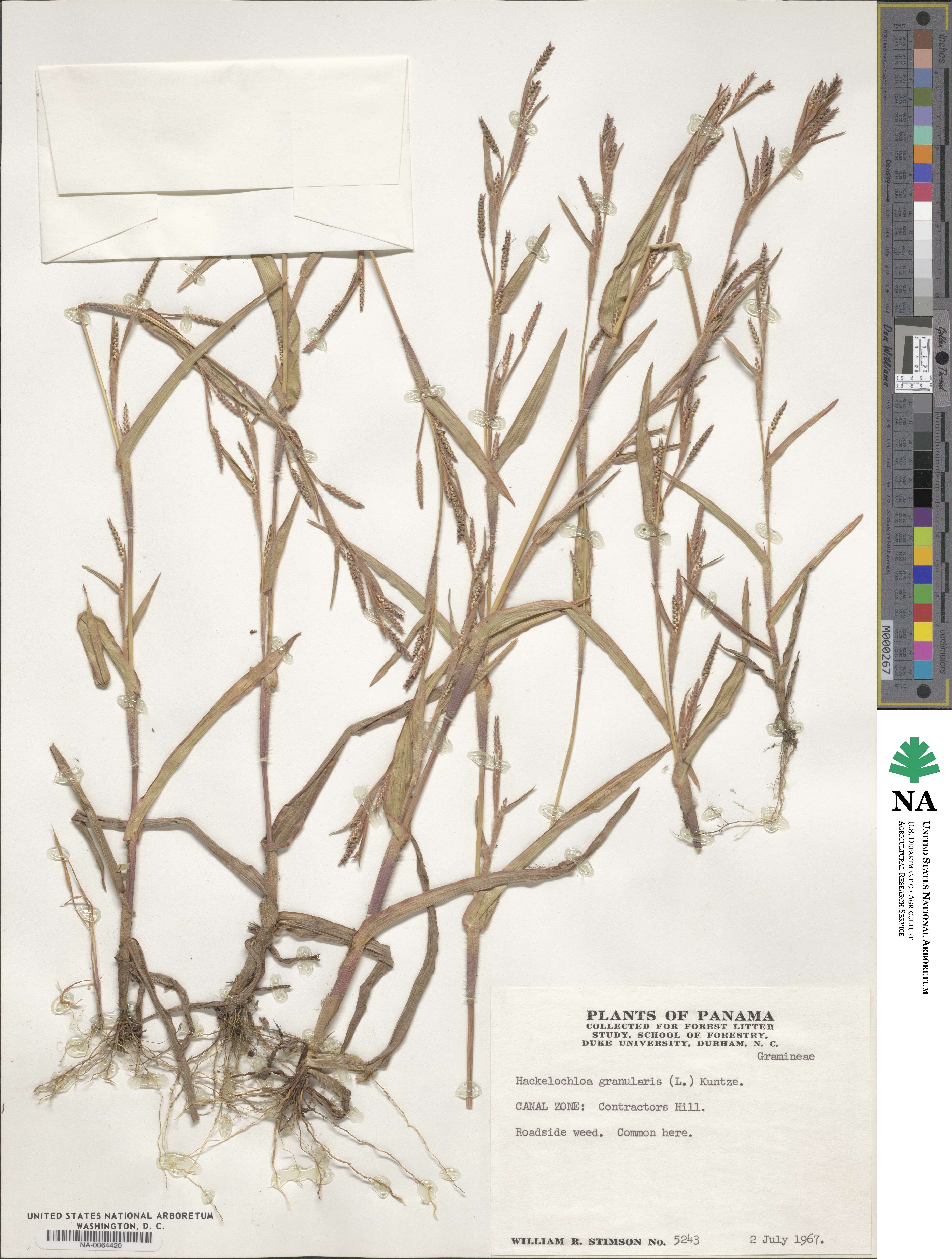 Hackelochloa image