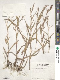 Hackelochloa granularis image