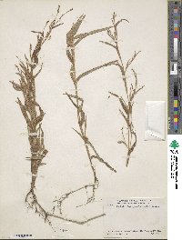 Hackelochloa granularis image