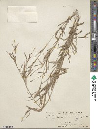 Hackelochloa granularis image