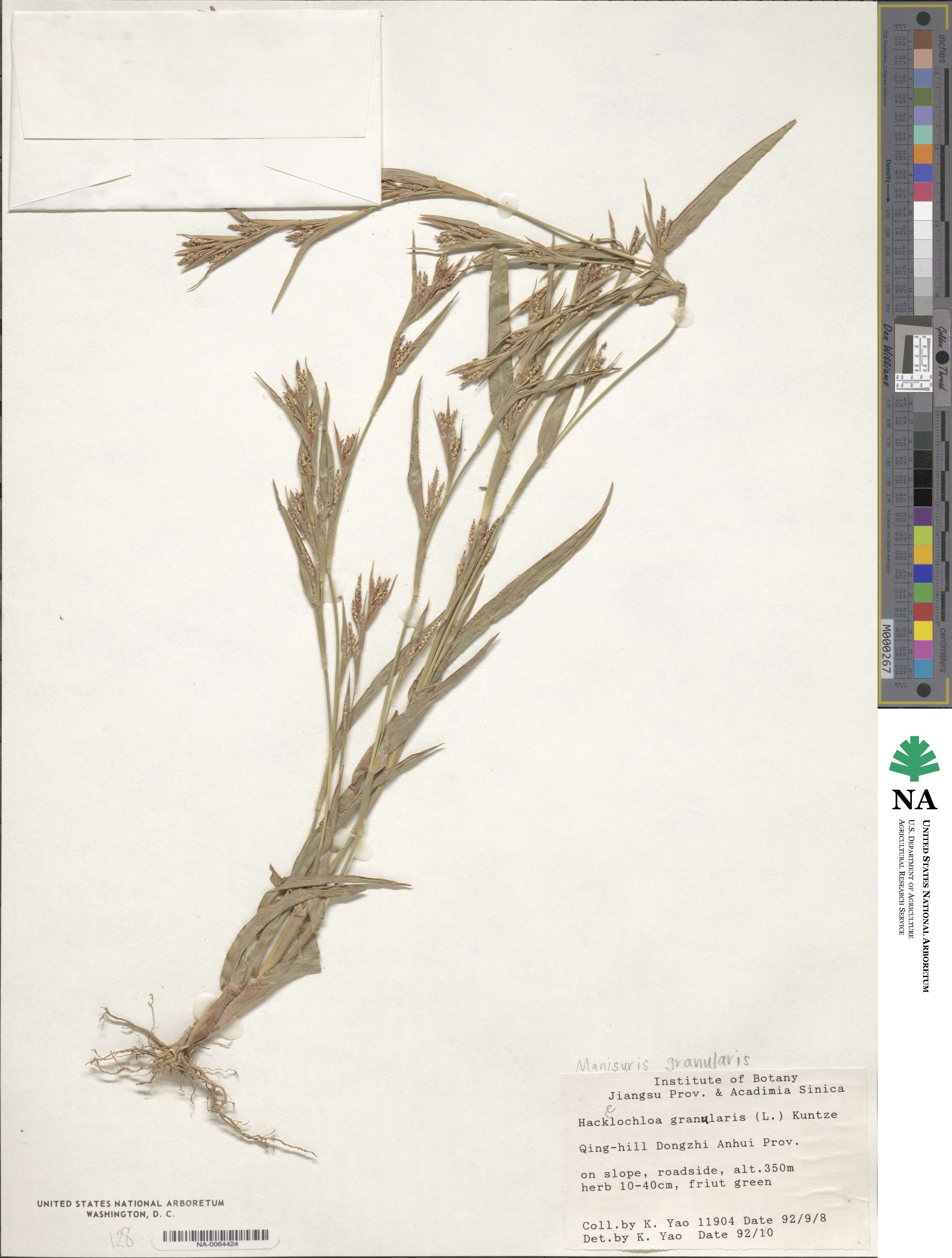 Hackelochloa granularis image