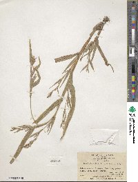 Hackelochloa granularis image