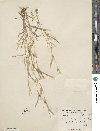 Hackelochloa granularis image