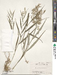 Hakonechloa macra image