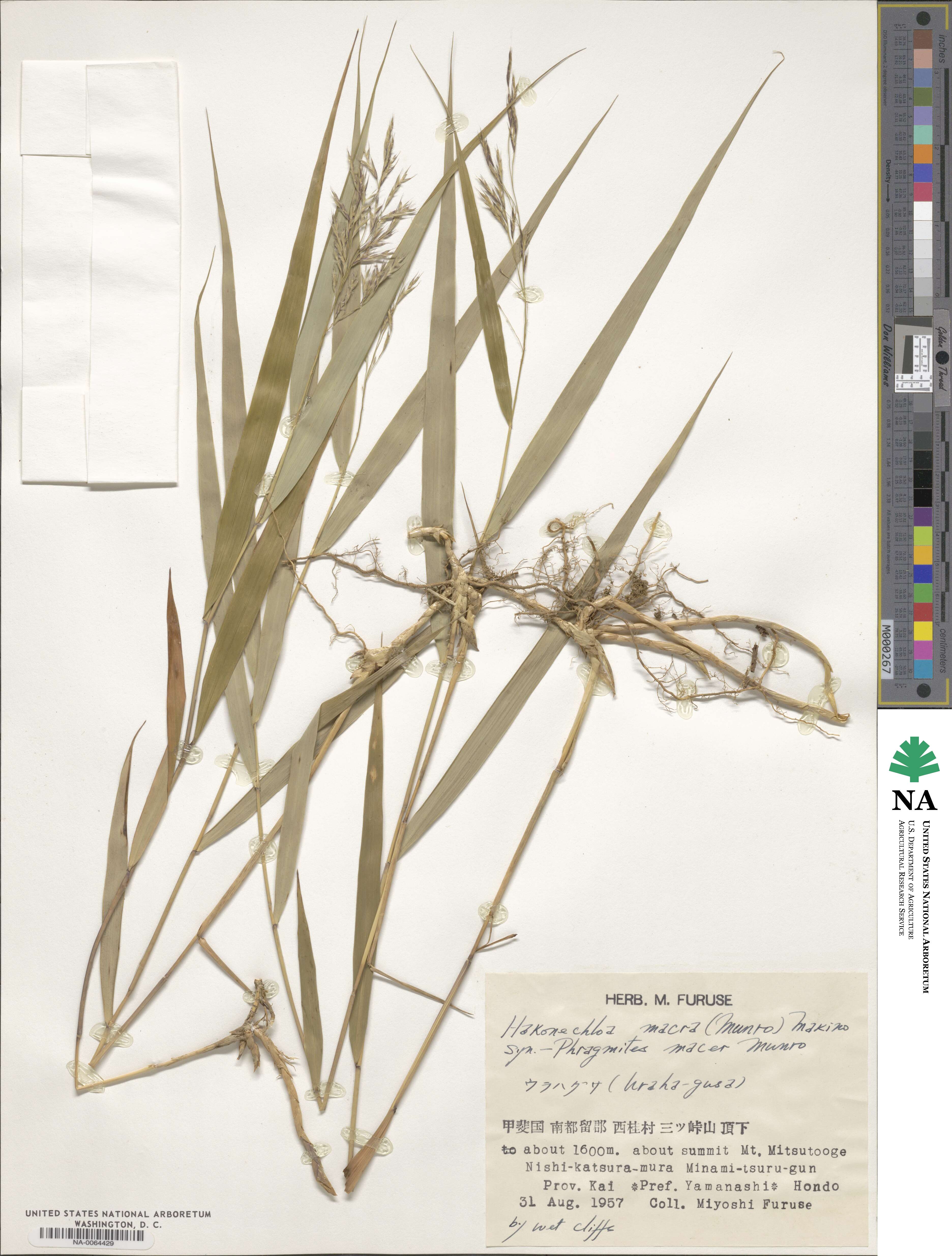 Hakonechloa macra image