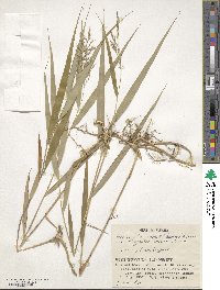 Hakonechloa macra image