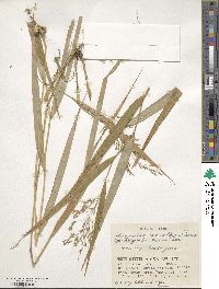 Hakonechloa macra image