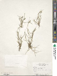 Crypsis schoenoides image