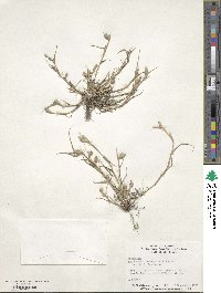 Crypsis schoenoides image