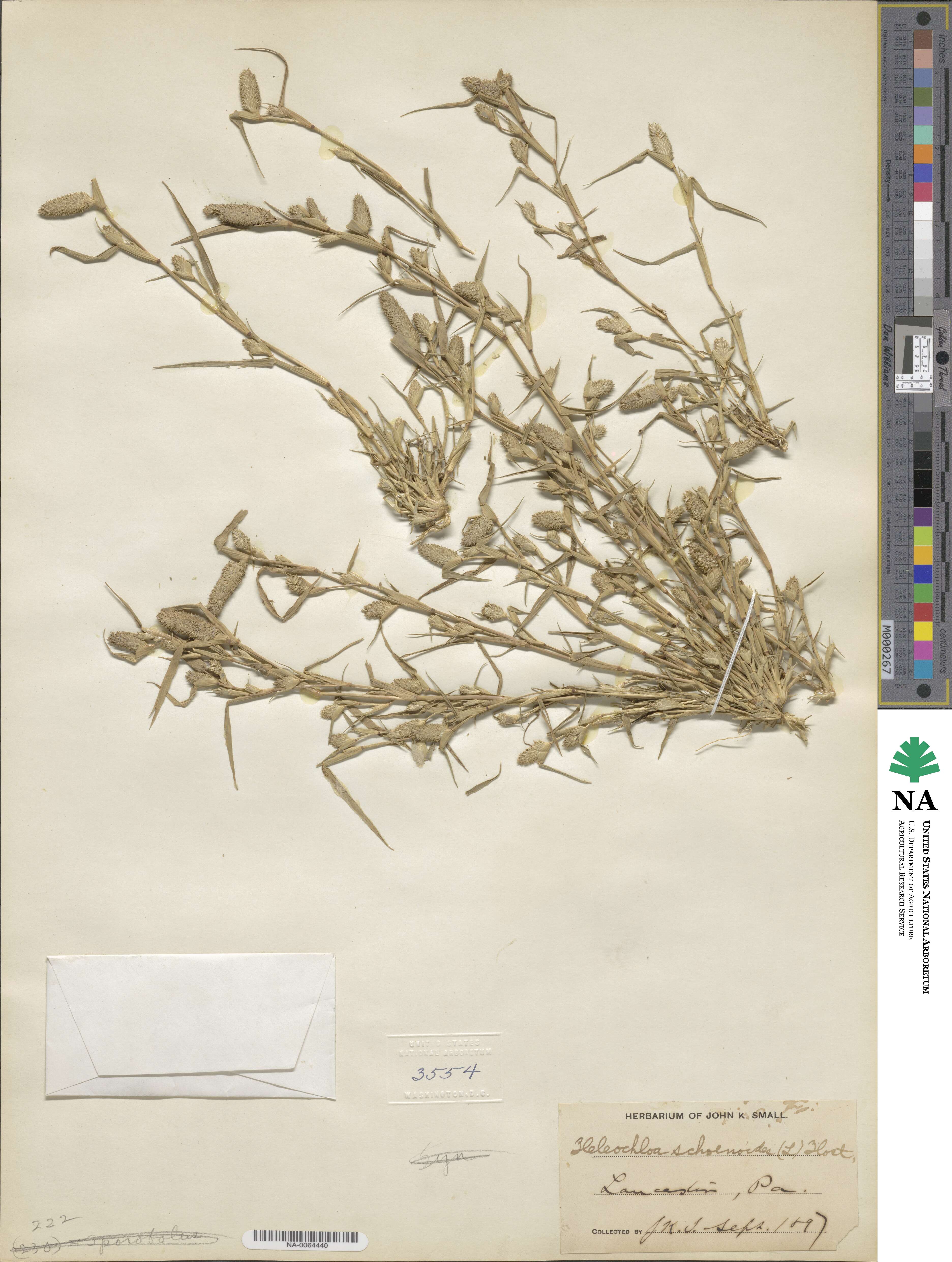 Crypsis schoenoides image