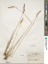 Image of Helictochloa hookeri