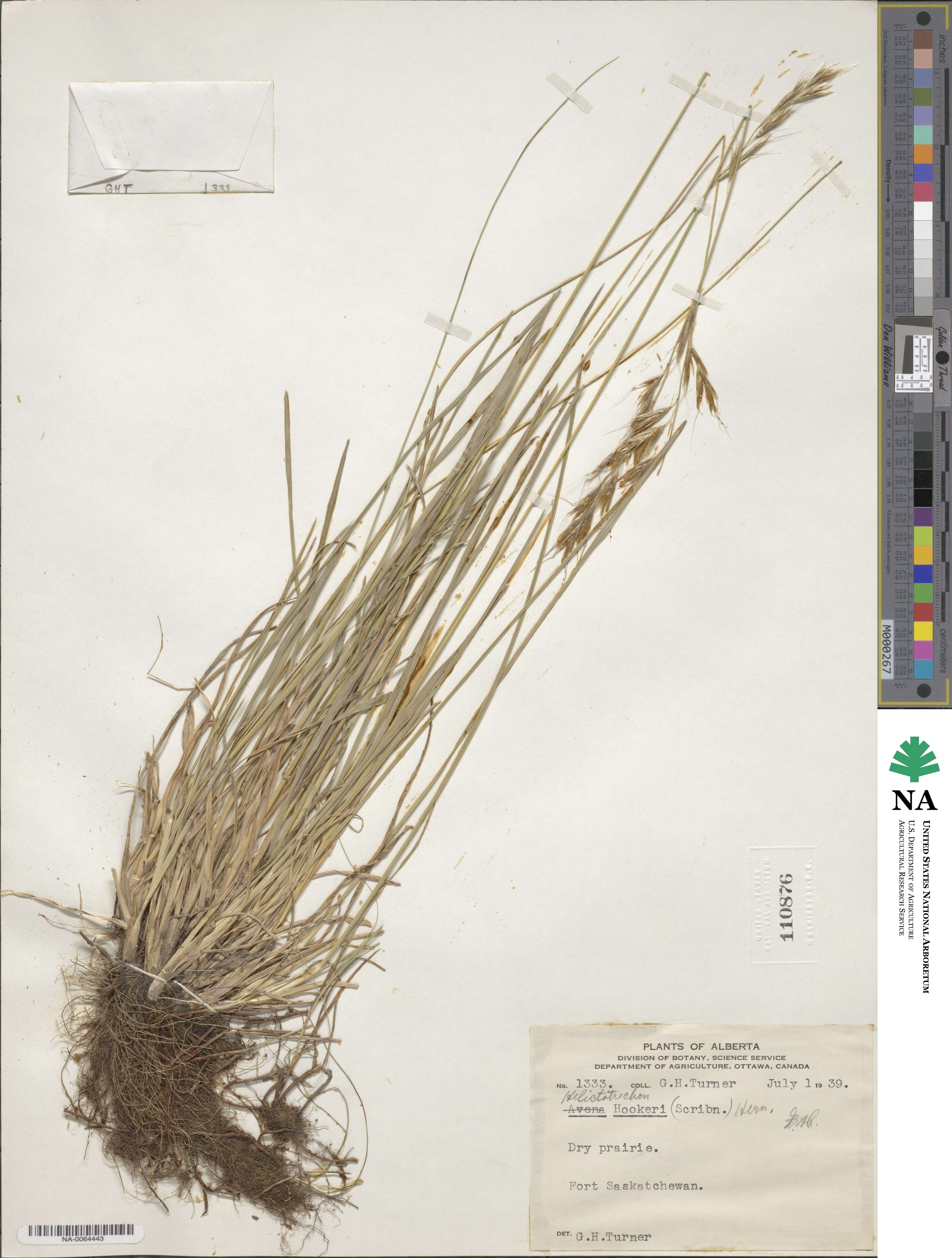 Helictochloa hookeri image