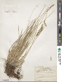 Helictochloa hookeri image