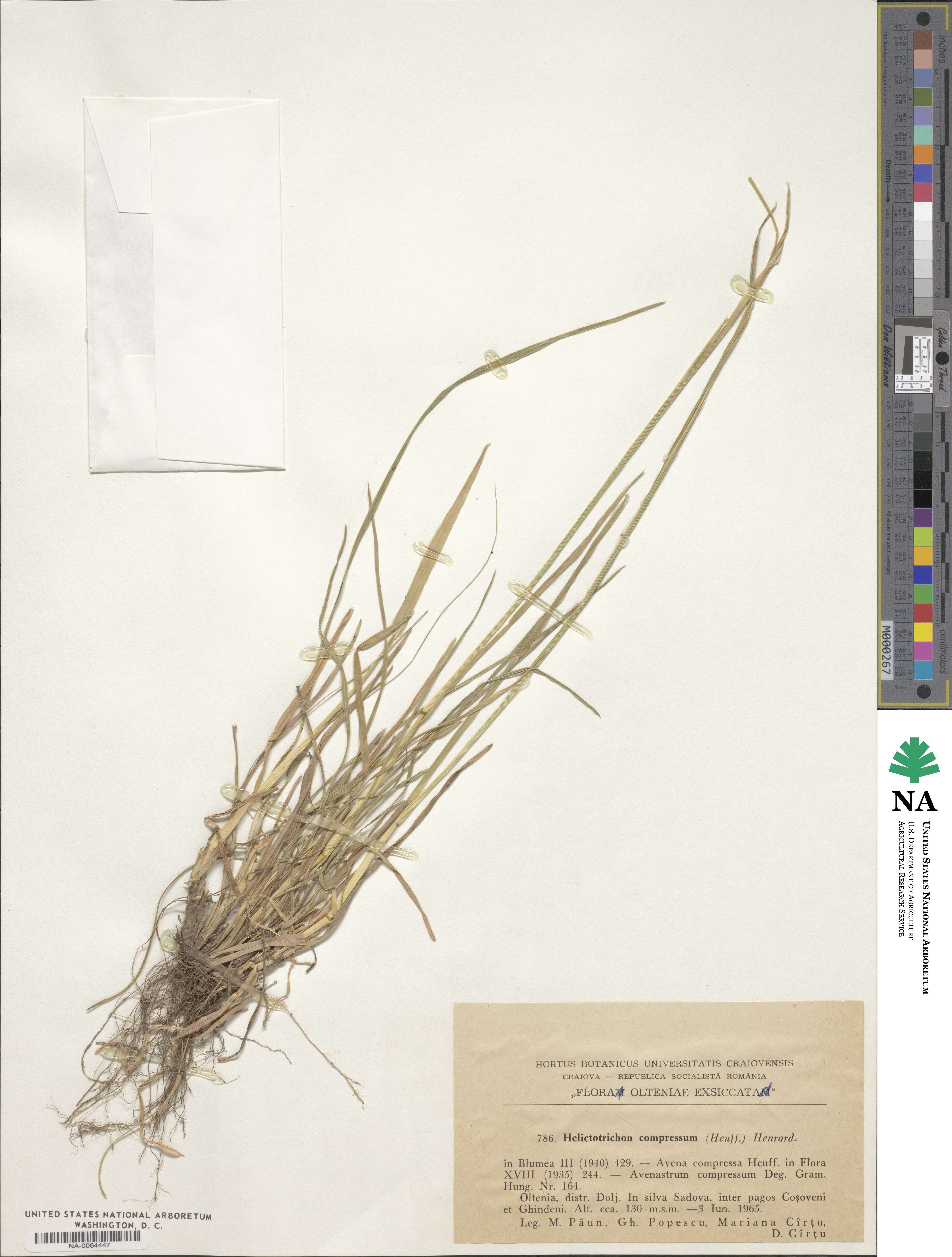 Helictochloa compressa image