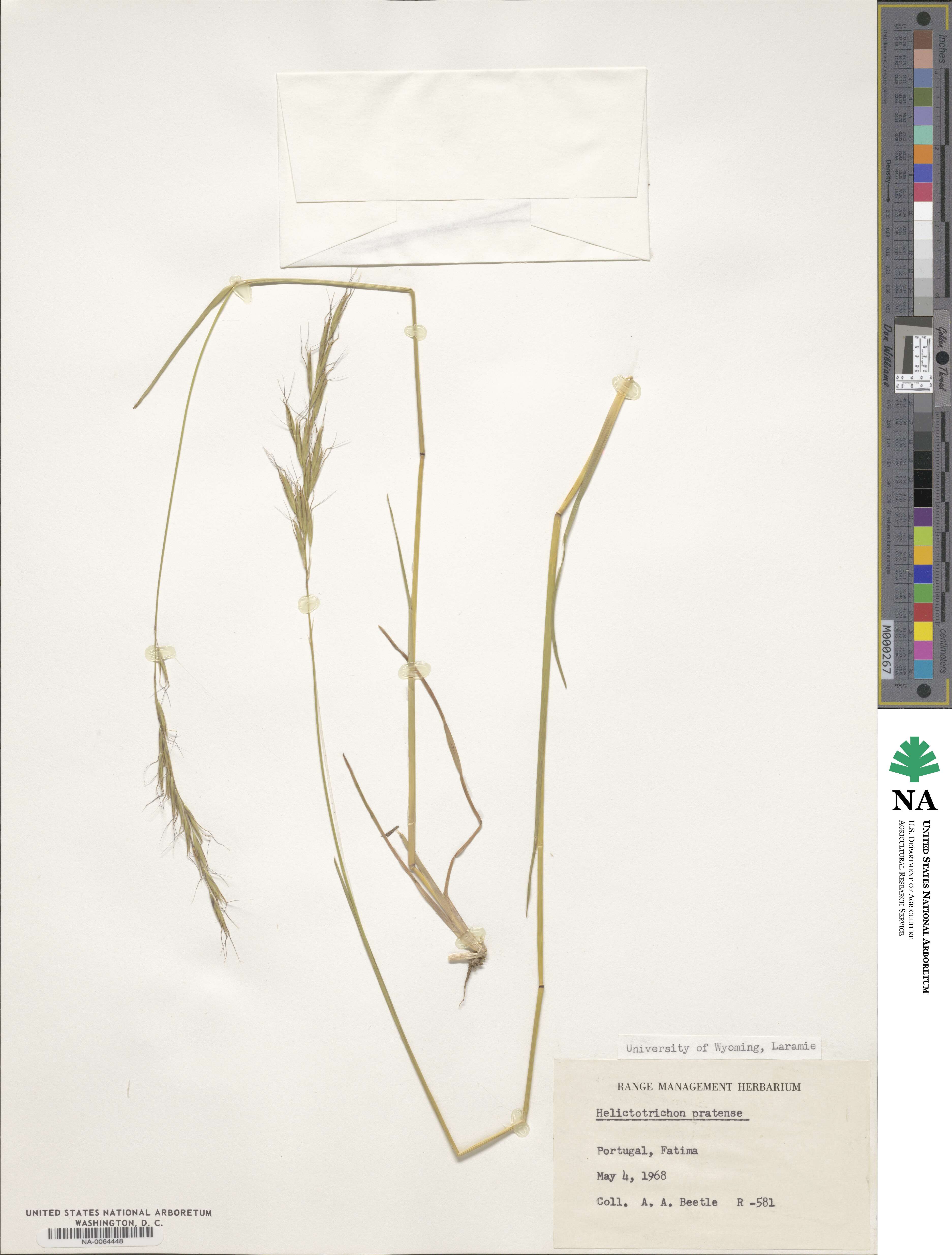 Helictochloa pratensis image