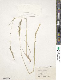 Helictochloa pratensis image