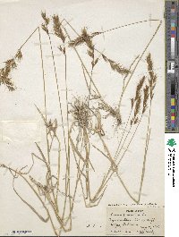 Helictochloa pratensis image