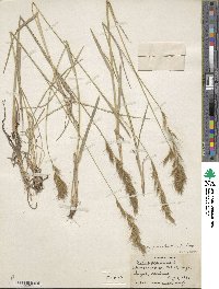 Helictochloa pratensis image