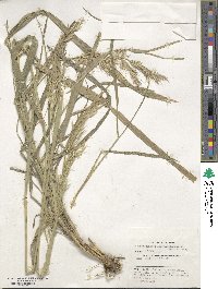 Trisetopsis aspera image