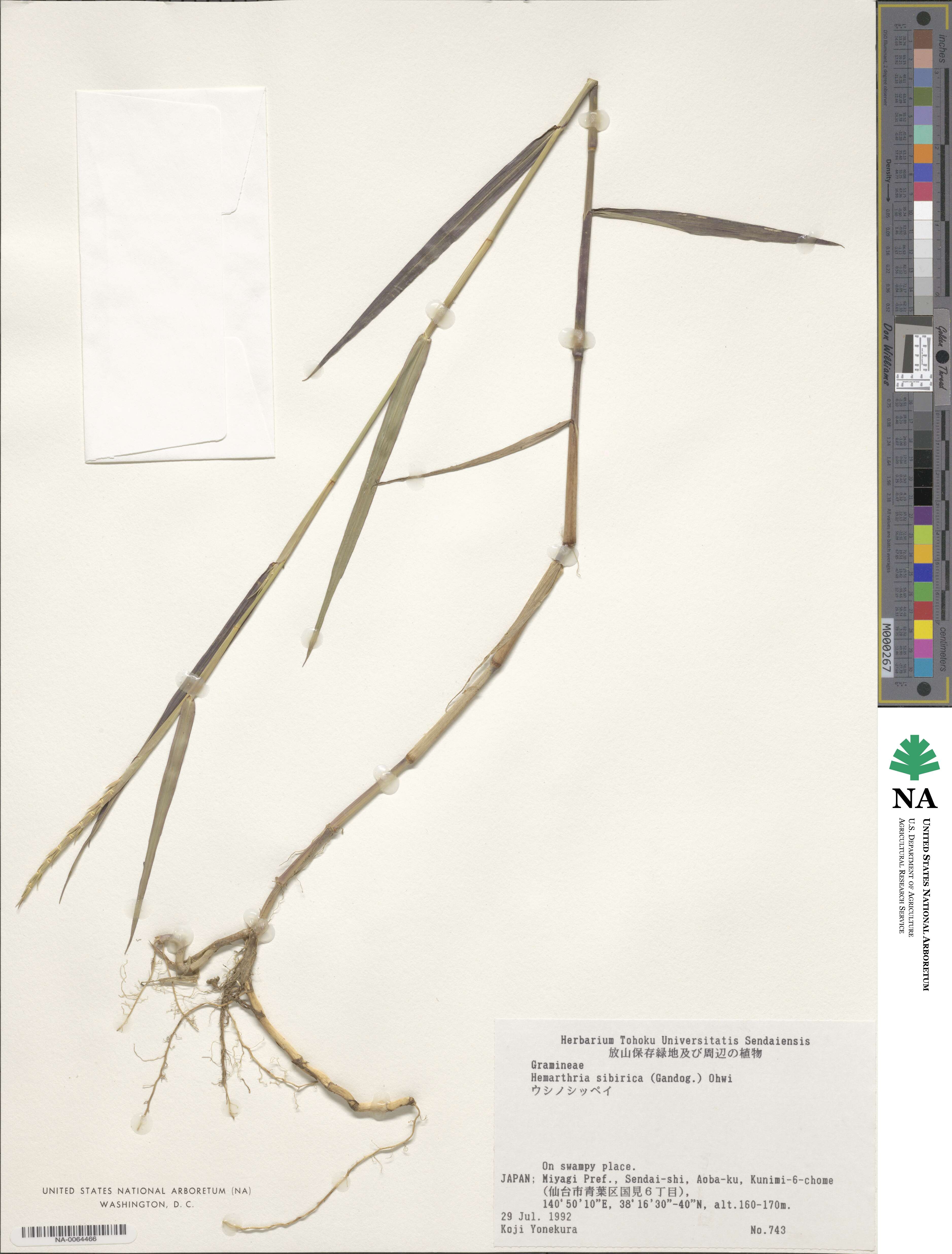 Hemarthria image