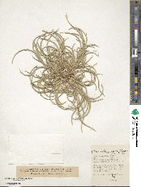 Henrardia persica image