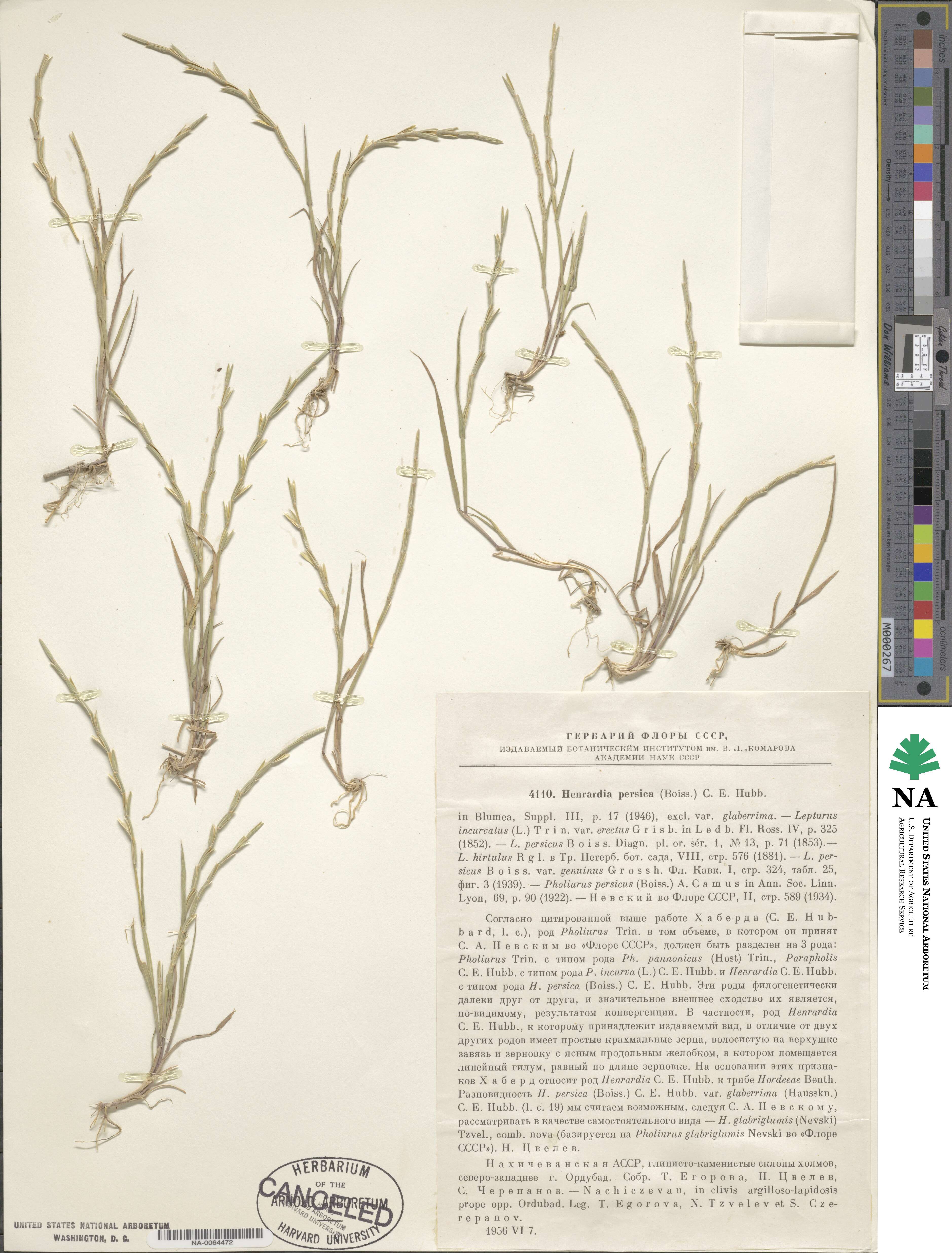 Henrardia persica image