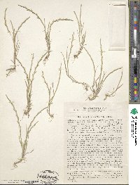 Henrardia persica image