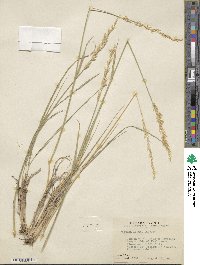 Festuca kingii image