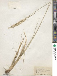 Festuca kingii image