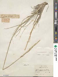 Festuca kingii image