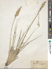 Festuca kingii image