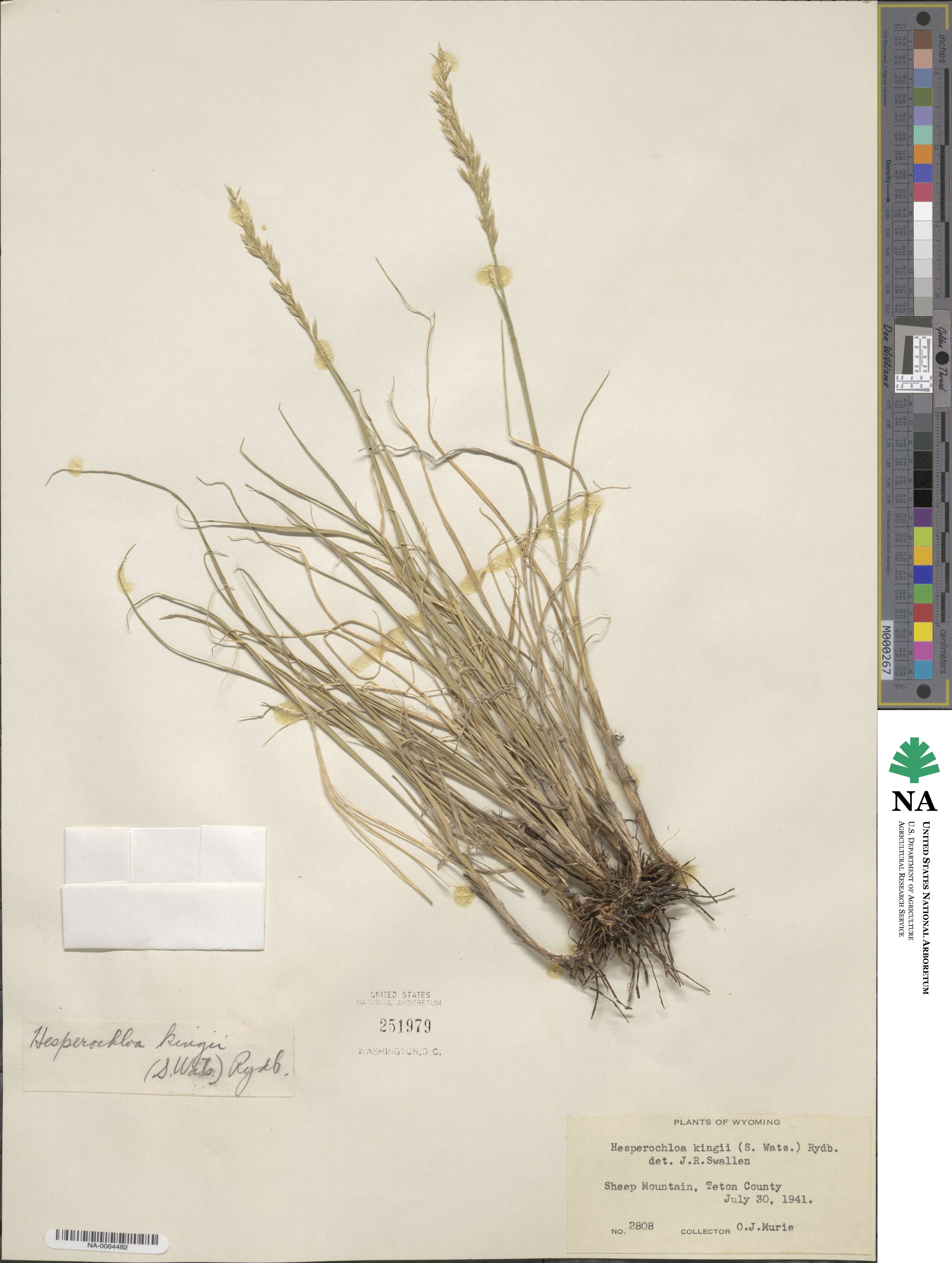 Festuca kingii image