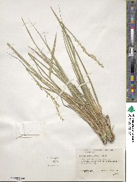 Festuca kingii image