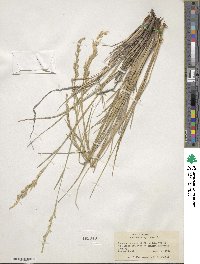 Festuca kingii image